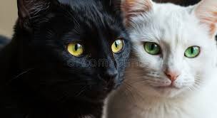 Black Cats Eye Green Stock Illustrations