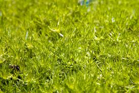 Image result for Sagina