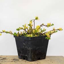 We did not find results for: Dwarf Pussy Willow Bonsai Bonsai Tonight