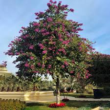 Image result for Bauhinia purpurea