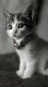 Pin By Smallworld On Kedi Cik In 2020 Domestic Cat Cute Animals Dog Cat