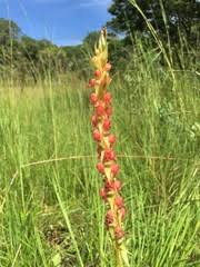 Image result for Satyrium coriophoroides