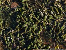 Image result for Lagarosiphon major