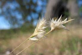 Image result for Rytidosperma davyi