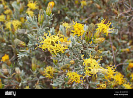 Image result for Pteronia mucronata