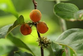 Image result for Dichapetalum