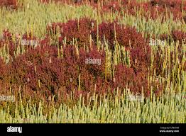 Image result for Halosarcia