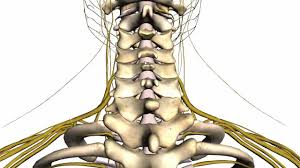 Human back bone chart, find out more about human back bone chart. Spine Tutorial 1 Vertebral Column Anatomy Tutorial Youtube