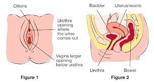 Wählen sie aus 35 illustrationen zum thema diagram of female urethra von istock. Your Self Intermittent Catheter