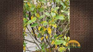 Check spelling or type a new query. Q A Why Do My Gardenia Leaves Have Yellow Spots Youtube