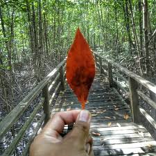We did not find results for: Kota Kinabalu Wetland Centre 5 Tips