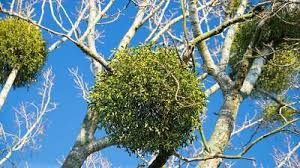 Image result for Viscum