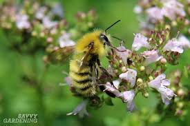 Ready to dig into the world of solitary bees? Types Of Bees Commonly Found In Yards And Gardens