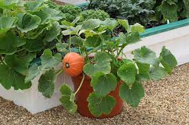 After 7 to 14 days, the seed sprout cracks the soil, and within a day, two succulent oval baby leaves break through and unfold like a pair of opening hands which soon look like low. Growing Pumpkins In Containers How To Grow Pumpkins In Pots Balcony Garden Web