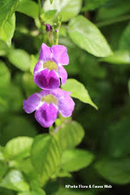 Image result for Asystasia sp. (Biegel 5184)