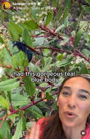 What is the insect seen