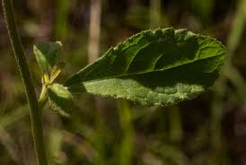 Image result for Blumea axillaris