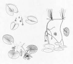 Crassipes is listed as a. Three Examples Of Aquatic Plants With Floating Leaves Stemming From Download Scientific Diagram