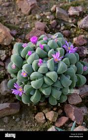 Image result for Aizoaceae