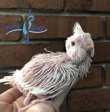 We did not find results for: Baby Cockatiel For Sale