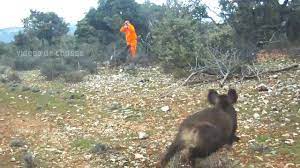 Nous partageons régulièrement des vidéos de la breiz'hunt, dans cette vidéo datant de début mai, il est question de sangliers mais aussi de drone. 73 Battues 86 Sangliers Une Belle Video D Un Chasseur De Sanglier