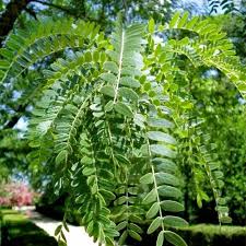 Image result for Gleditsia triacanthos