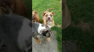 The old english bulldog is an extinct breed of dog. Old English Bulldog Welpen Sable Und Blue Merle Tri Youtube