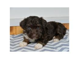 Jul 01, 2021 · browse thru havanese puppies for sale near portage, michigan, usa area listings on puppyfinder.com to find your perfect puppy. Havanese Dog Female Chocolate White 2455626 The Barking Boutique