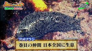 アメフラシの卵塊ウミソウメン