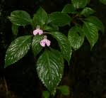 Image result for Impatiens psychadelphoides