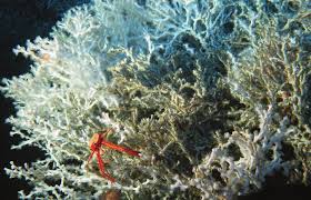 Image result for Coral Sand 1947 Kaiser