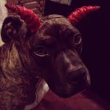 Liv Nugent Sparkly Satan Rescue Dog Pictures Crazy Dog Cute Animals
