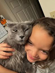 Could the cat be a Nebelung?