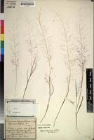 Image result for Sporobolus tenuissimus