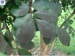 Image result for sooty mould