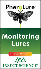 Image result for Angraecopsis amaniensis