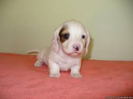 Mini dachshund puppies for sale. Dachshund Mini Puppies For Sale In Cato New York Classified Americanlisted Com