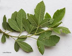 Image result for Searsia pyroides