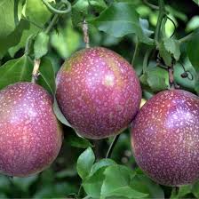 Maracuja und passionsfrucht gehören beide zur gattung der passionsblumen. Passionsfrucht Exotischer Genuss Fruchte Maracuja Pflanzen Passionsfrucht