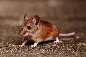 Kostenlose foto : Natur, süß, Maus, Tier, niedlich, Tierwelt, Pelz, klein,  braun, Säugetier, Nagetier, Fauna, Ratte, Whiskers, Wirbeltier, komisch,  Nager, Pest, Mäuse, Knopf Augen, Holzmaus, Apodemus sylvaticus, Gerbil,  Muroidea, Muridae 4000x2670 - -