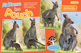 At Home In A Pouch Nwf Ranger Rick