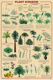 Plant Kingdom Chart Plants Types Of Plants Indoor Bonsai