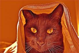 The Satanic Cat Satanic Cat Cats Cat Love