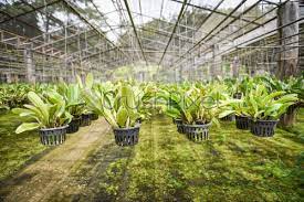 Very small and inconspicuous, and is now listed as an endangered species in britain. Orchid Farm With Orchid Flower Pot Hanging On The Farm Stock Photo Crushpixel