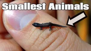 b a big black bear sat on a big black bug. 5 Smallest Animals In The World Dinocreek Com Amazing Videos