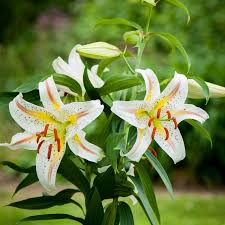 Dig a hole at least eight inches deep for each lily bulb and space them approximately a foot apart. Lilium Garden Party