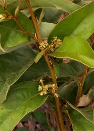 Image result for Dichapetalum rhodesicum