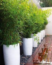 bambou graminee donnez de la structure a votre jardin au comptoir du jardinier jardiniere bambou decoration jardin exterieur bambous jardin