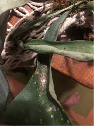 Submitted 1 month ago by mphotography20. What S Going On With My Staghorn Fern And How Do I Save It Gardening Landscaping Stack Exchange