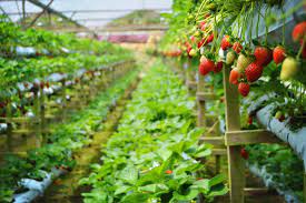 Discover genting strawberry leisure farm on your trip to genting highlands. Genting Strawberry Leisure Farm Come Enjoy Fresh Strawberries At This Popular Tourist Attraction In Genting Highlands Big Kuala Lumpur